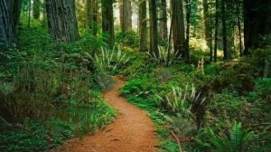 Пограничник. Д.Жаров #развивающиемультики