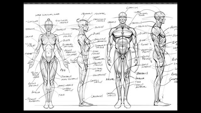 1. Gesture_Drawing_Essentials смотреть онлайн