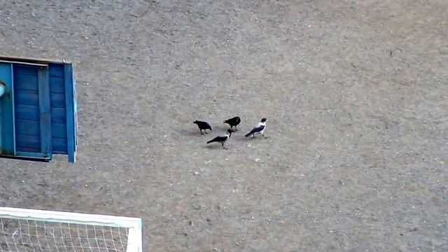 Серая ворона и грачи. смотреть онлайн