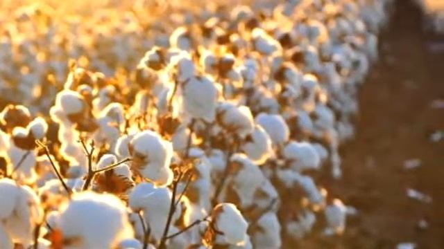 Хлопкоробы не будут нести убытки: в Узбекистане создана новая система выращивания хлопчатника смотреть онлайн