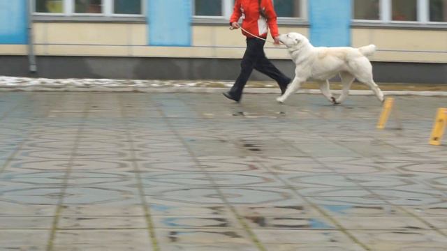 Бастардо из черной дружины (Рязань Якши Зафар+Тагира из черной дружины) смотреть онлайн