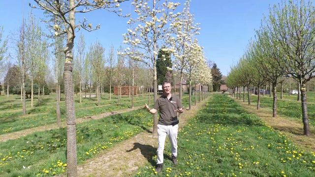 Magnolia denudata YELLOW RIVER - Van den Berk over Bomen смотреть онлайн