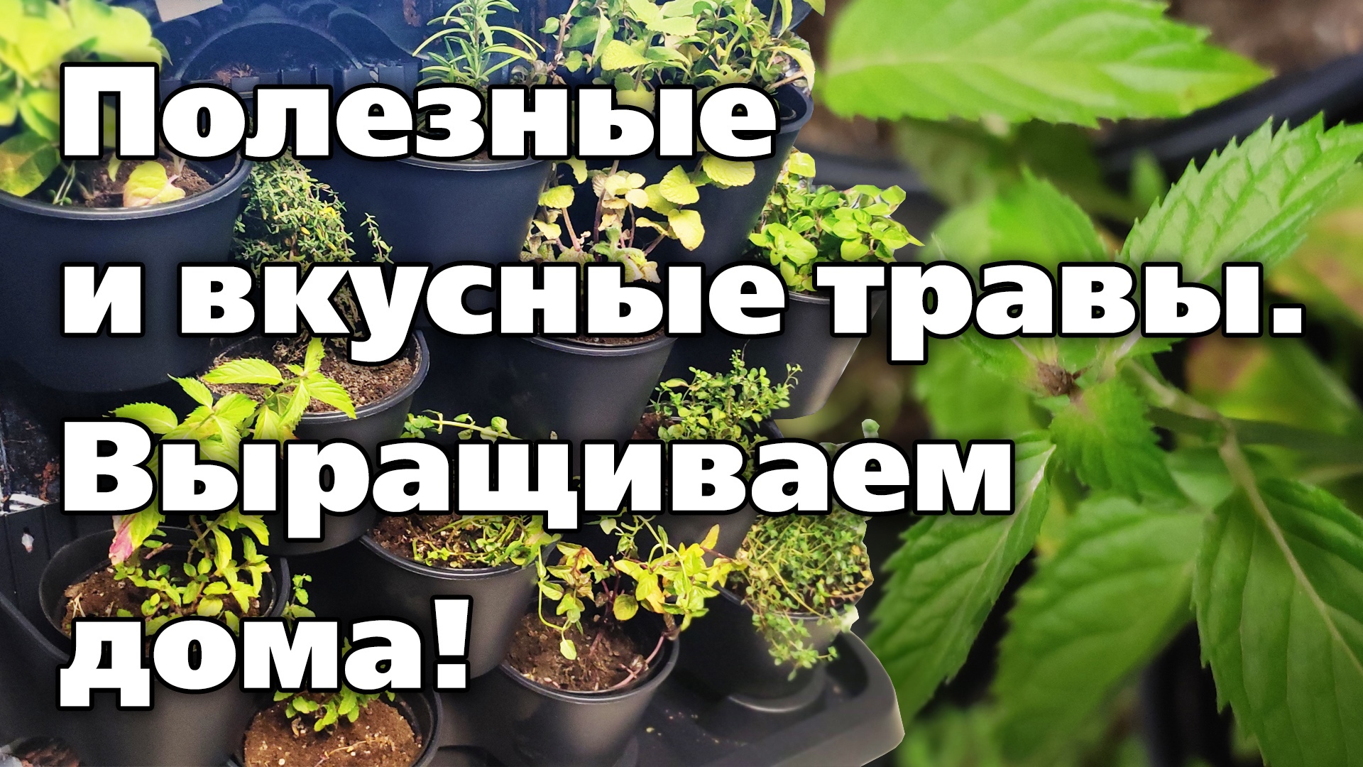 КАК ВЫРАСТИТЬ ПРЯНЫЕ И АРОМАТИЧЕСКИЕ ТРАВЫ ДОМА. Интересная находка для посадки смотреть онлайн