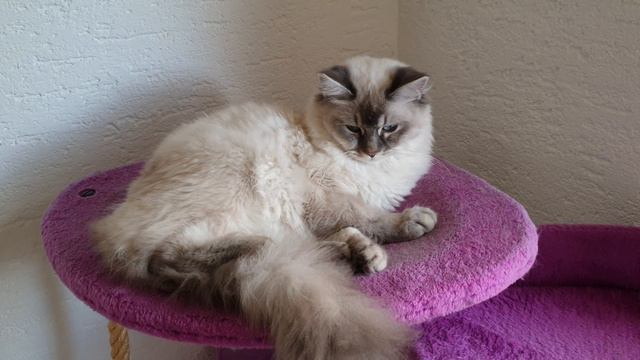 Мистер кэт Багги хочет спать! смотреть онлайн