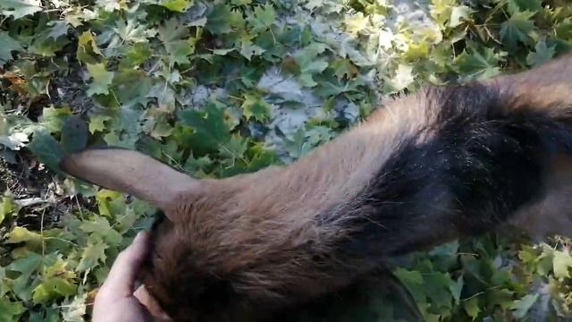 Чех позирует на камеру, сегодня у б. Нины планирую доделывать работу. смотреть онлайн