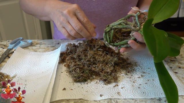How to Handle a Phalaenopsis Orchid Basal Growth | What is a Phalaenopsis Basal Growth? | Repotting смотреть онлайн