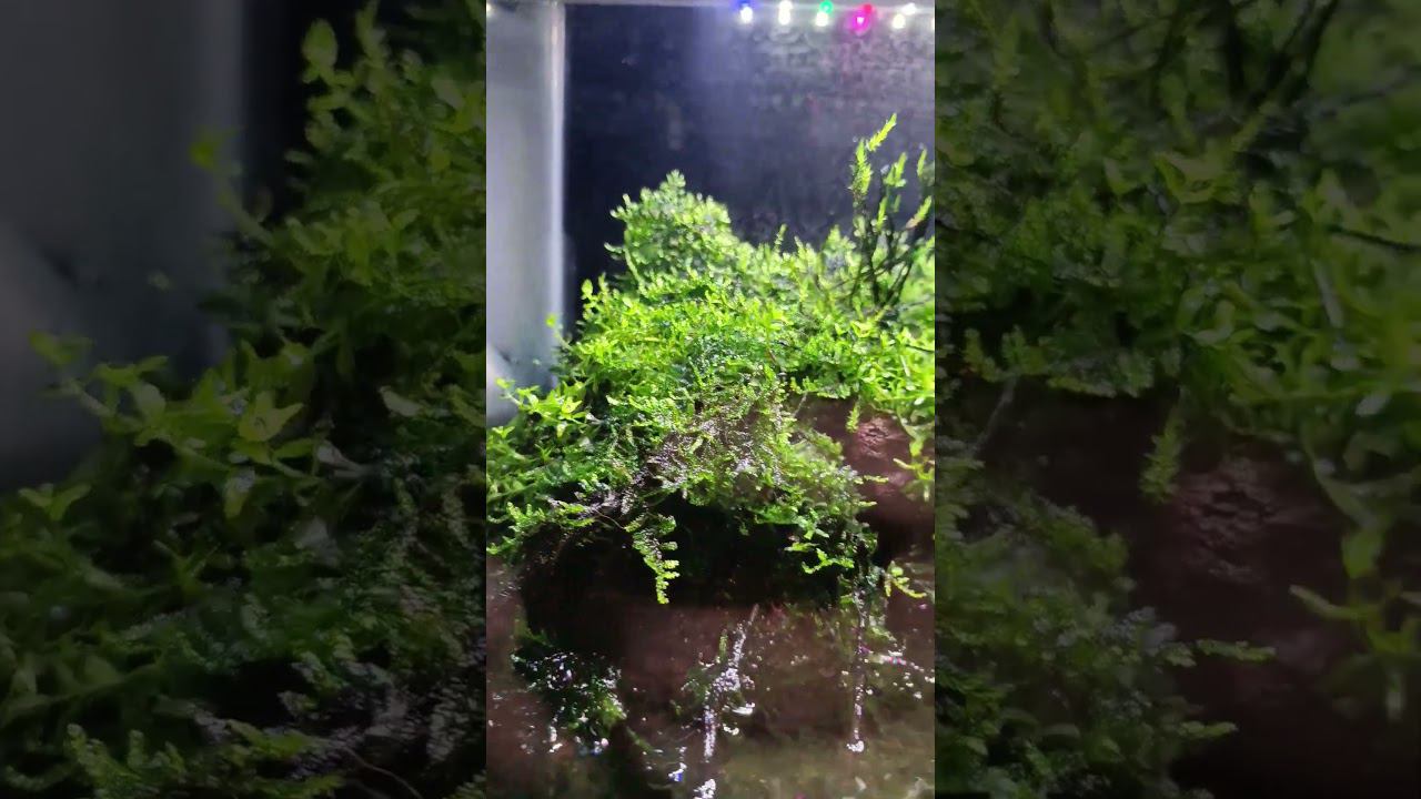 Красивый акваскейп с камнями и корягами смотреть онлайн