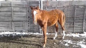 Жеребята. Кормление и обучение жеребят. @Лошади @кони @horse