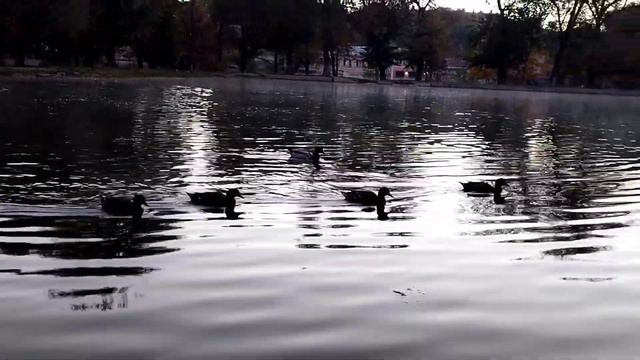 Природа парка ранним утром! смотреть онлайн