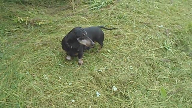 Такса смотреть онлайн