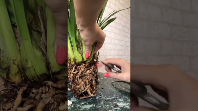 Пересадка цимбидиума из Флоревиля смотреть онлайн