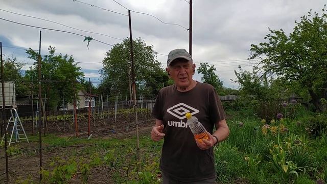 Первая профилактическая обработка от антракноза и клеща на винограднике. смотреть онлайн