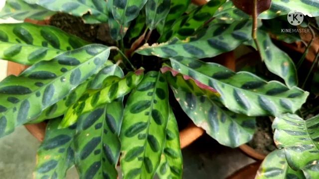 How to Grow and Care Calathea Plant, Care of Calathea/Maranta/Prayer Plants, Calathea की देखभाल смотреть онлайн