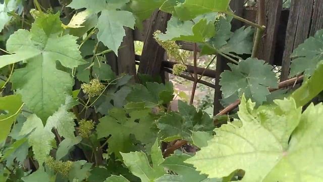 Зацвели Изабельные сорта винограда!Скоро начнётся цветение столовых сортов и ГФ винограда. смотреть онлайн