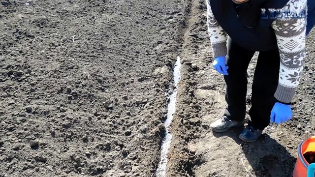 Как лучше сеять петрушку Как сеять петрушку Сажаем петрушку огород сад розарий цветник смотреть онлайн