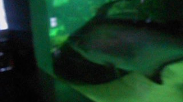 Океанариум Пенза Июль 2018 год. смотреть онлайн