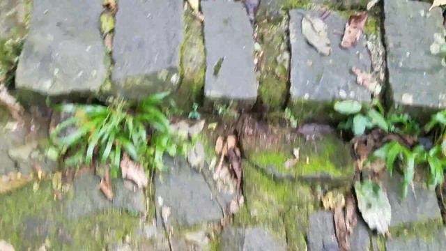 06.12.2017 Баолок. Парк Дамбри. От водопада Дасара поднимаемся к водопаду Дамбри. Мотовьетнам смотреть онлайн