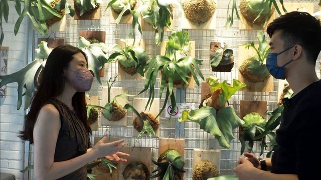 BIGGEST!? Platycerium (Staghorn) Wonderland & Wall Tour + 10 Platycerium Care Tips @Kawanrusa смотреть онлайн