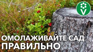 КАК ВЫКОРЧЕВАТЬ СТАРЫЙ КУСТ ИЛИ ДЕРЕВО БЕЗ ЛИШНИХ УСИЛИЙ? Советы биолога, разбор основных ошибок