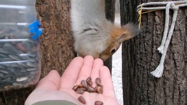 Две голодные белки смотреть онлайн