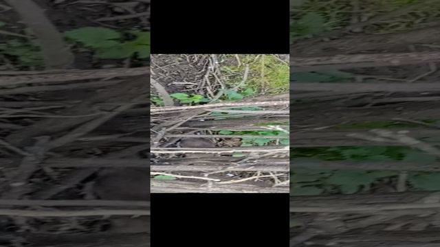 крысиный город в Питере смотреть онлайн