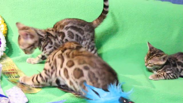 Бенгальские котята 7 недель Eva BreezBerry и  Europe BreezBerry