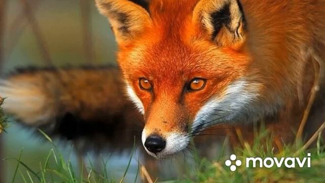 Биология 5-6 класс (Пасечник) аудио Параграф 1 «Биология -наука о живой природе» смотреть онлайн