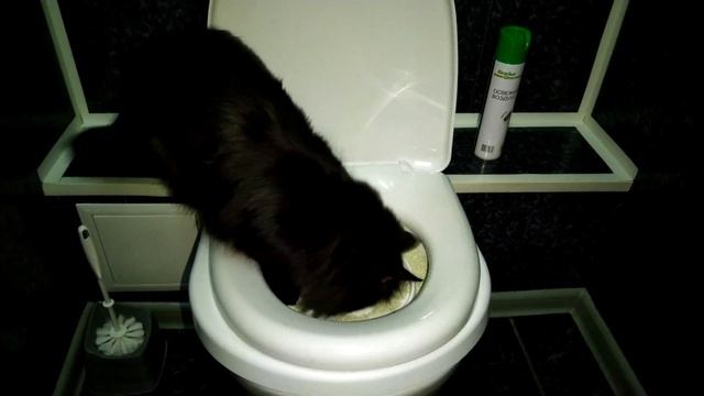 Система приучения к унитазу Антицарапки смотреть онлайн