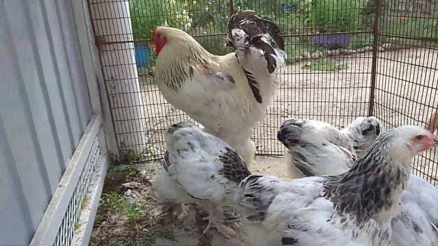 Продаются. петух и цыплята Брамы колумбийской. 8(952)83-63-214. смотреть онлайн