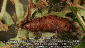 Болезни сливы