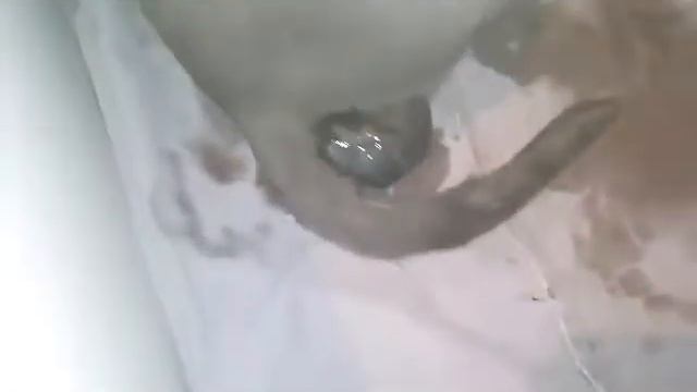 Роды кошки Милки.Счастливая история. смотреть онлайн