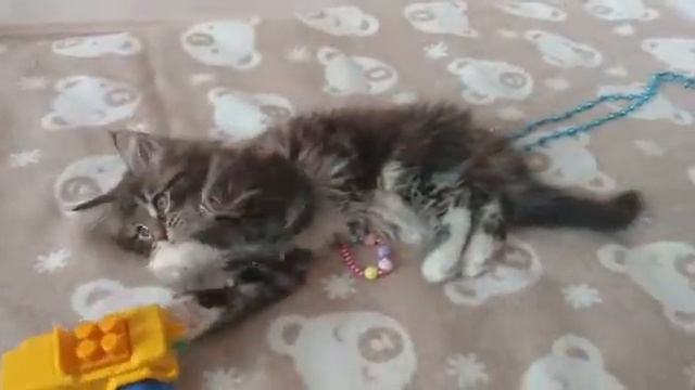 Наша Розалия пока свободна!(2) смотреть онлайн