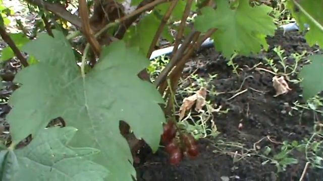 Бурдак А В Г Ф винограда Донской Казак смотреть онлайн