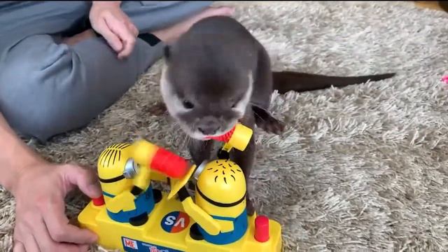 Выдра играет с огромным молотом) смотреть онлайн