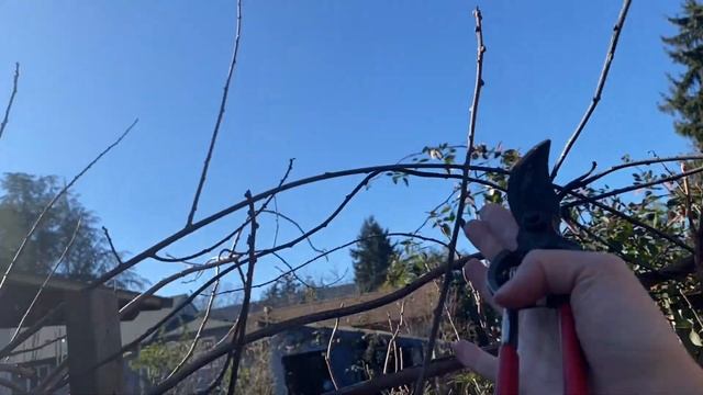 Winter Pruning Hardy Kiwi (Actinidia) смотреть онлайн