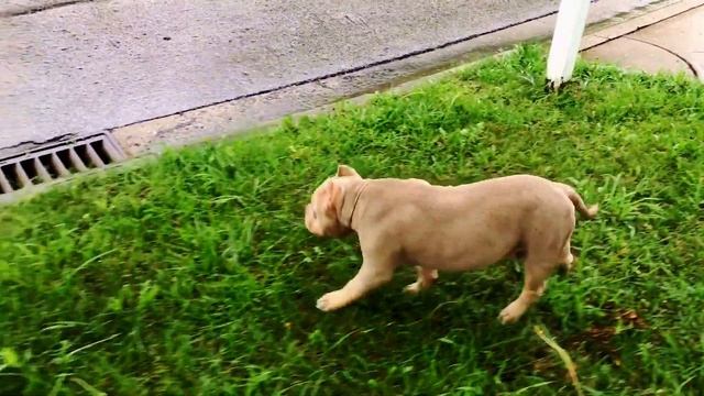 junior. Американский булли, dogs, American bully смотреть онлайн