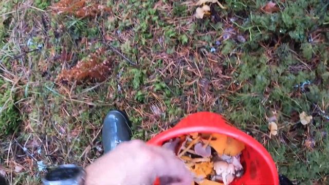 За грибами в зимний лес! Невиданные виды лисичек / 15.11.2023 - Латвия смотреть онлайн