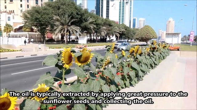 SUNFLOWERS IN QATAR (Helianthus Annuus)