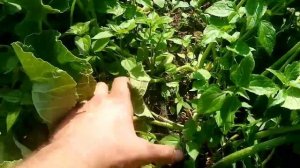 Дыни привитые к кабачку в открытом грунте. Дегустацыя.