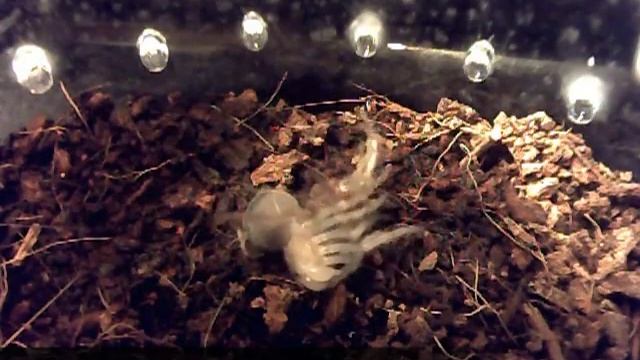 Brachypelma auratum - процесс линьки смотреть онлайн