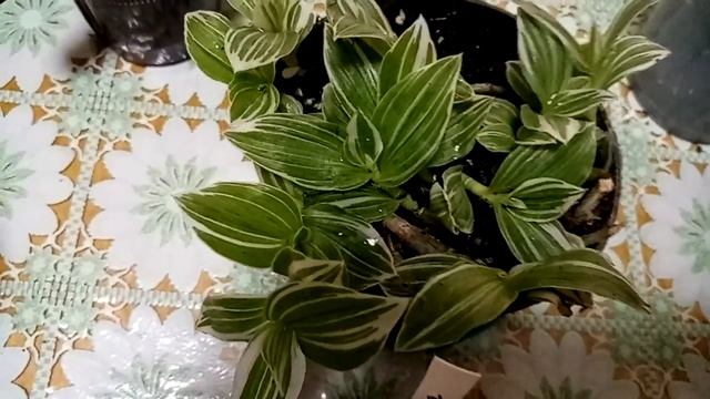 Несколько самых простых хоечек. Растения семейства коммелиновых. смотреть онлайн