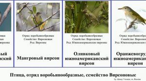 Птица, отряд воробьинообразные, семейство Виреоновые южноамериканский bird сорокопутовый виреоны