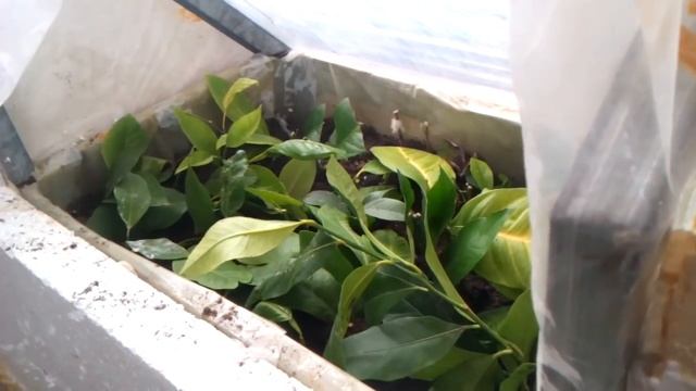 Тепличка для укоренения черенков смотреть онлайн