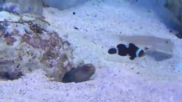 Рыба-падла смотреть онлайн