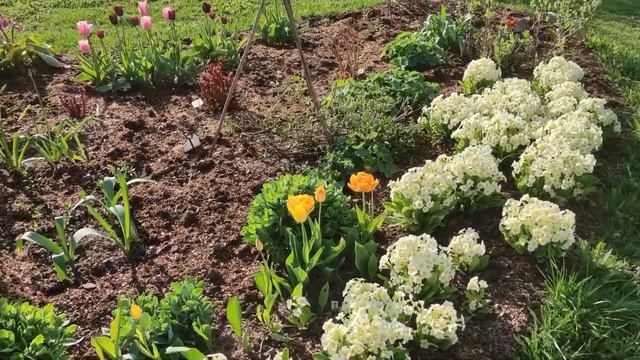 Как выглядит сад Анны Любимовой с весны до осени: видео смотреть онлайн