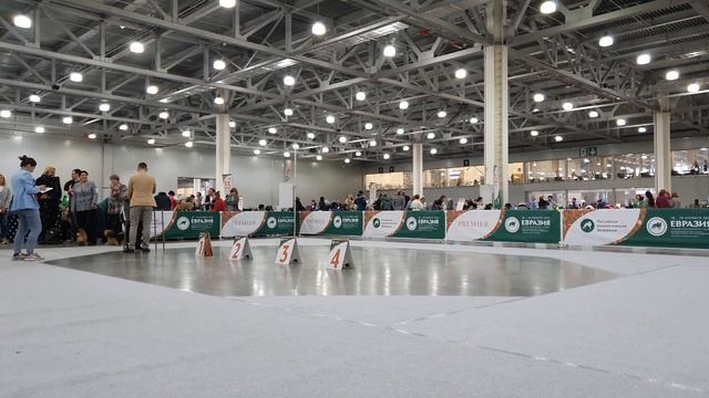 19.11.23.Евразия-2 , кобели юниоры , эксперт Неманя Йованович , Сербия смотреть онлайн