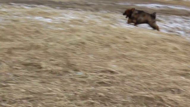 Щенки тибетского мастифа китайских линий!!! смотреть онлайн