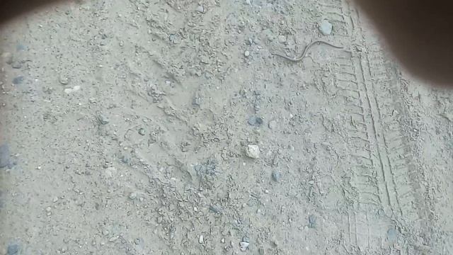 Веретеница ломкая Anguis fragilis (Медяница) смотреть онлайн