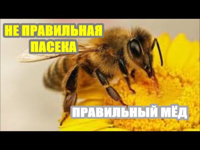 НЕ ПРАВИЛЬНАЯ ПАСЕКА - ПРАВИЛЬНЫЙ МЁД ! смотреть онлайн