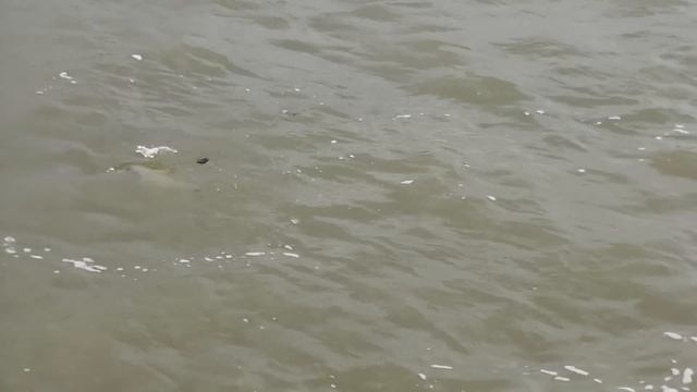 Рыбалка на водоёме Резень (пилотная версия) смотреть онлайн